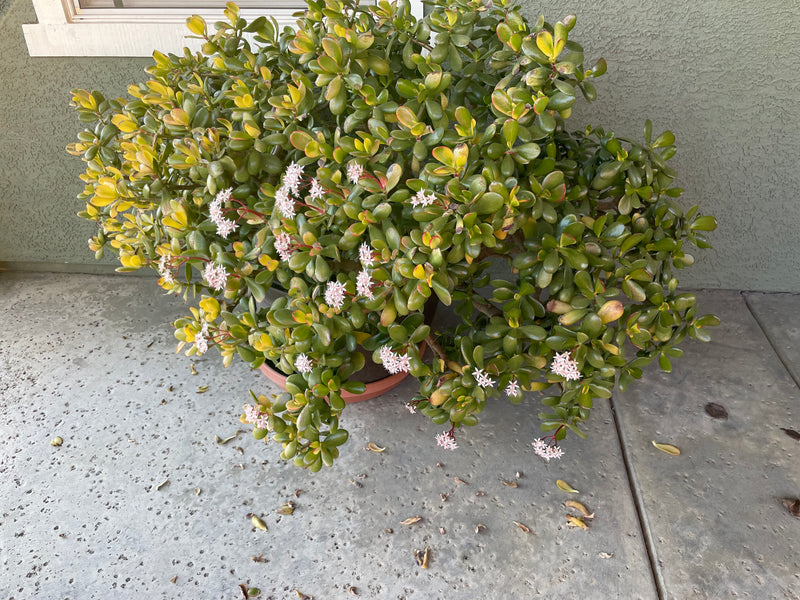 Let me tell you a little about the jade plant on my front porch …